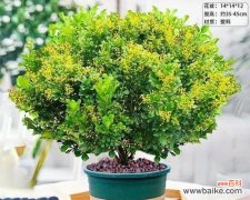 米兰花造型的花语代表什么？