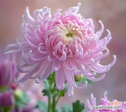 家乐花的寓意和花语是什么？它象征着什么？