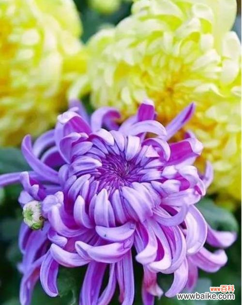 家乐花的寓意和花语是什么？它象征着什么？