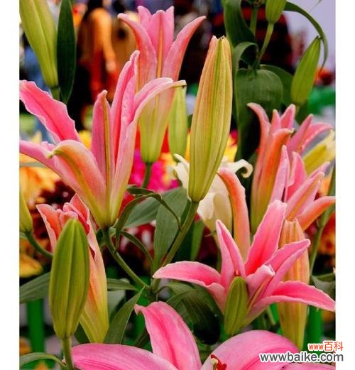 家乐花的寓意和花语是什么？它象征着什么？