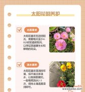 表白鲜花的花语有哪些？如何选择合适的鲜花表白？