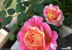 月季的新花语是什么？它有哪些新含义？