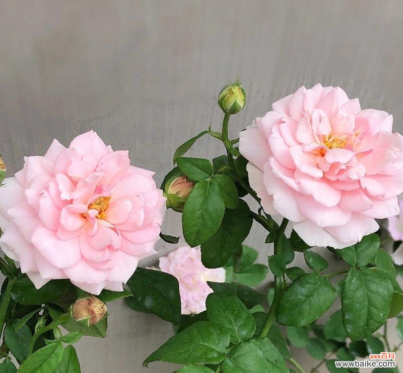 月季的新花语是什么?它有哪些新含义?