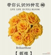 永恒的誓言花语有何深意？适合什么场合表达？