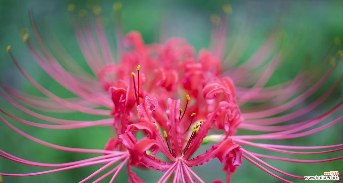 彼岸花的花语代表什么含义？