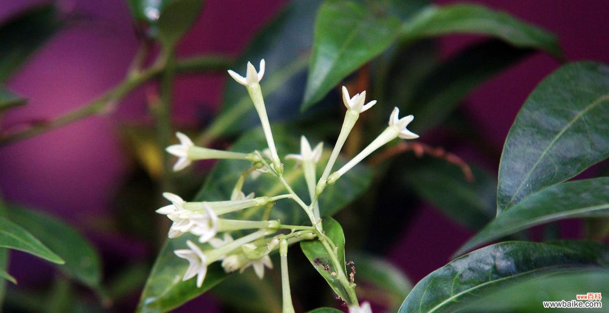 白色的夜来香花语有何特别之处？