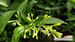 白色的夜来香花语有何特别之处？