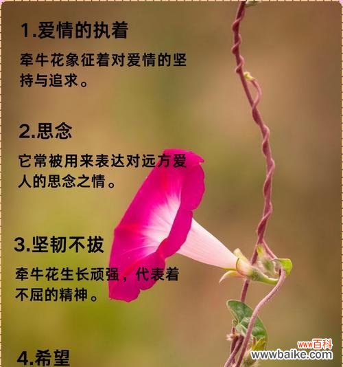 二月盛开的花有哪些及其花语?