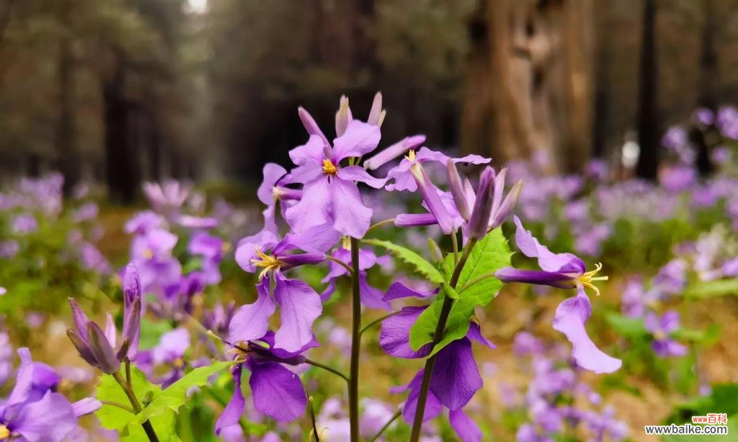 二月盛开的花有哪些及其花语?