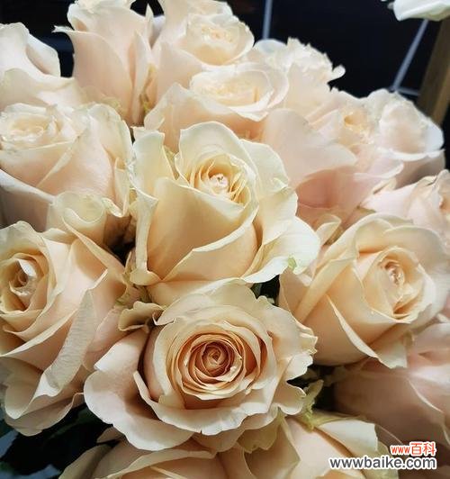 二十二朵香槟玫瑰花语是什么?送花的正确含义是什么?