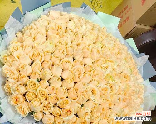 二十二朵香槟玫瑰花语是什么?送花的正确含义是什么?