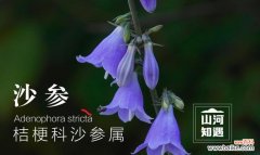 哪种花的花语代表孤独？它的象征意义是什么？