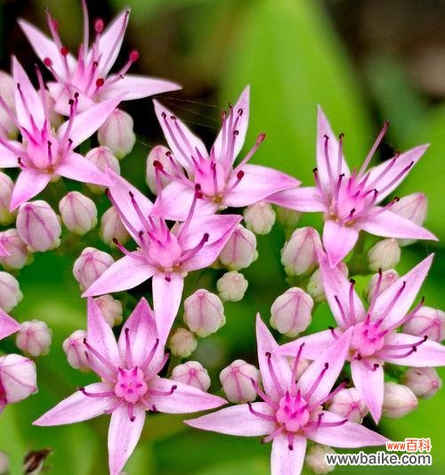 哪种花的花语代表孤独？它的象征意义是什么？