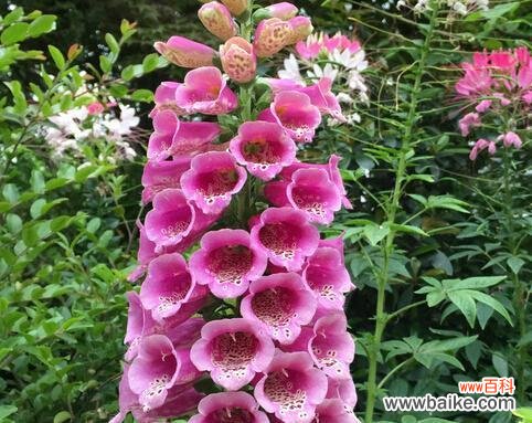 自由、无拘无束、自在 随意草的花语