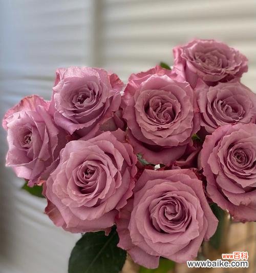 紫玫瑰花语深意解读 紫玫瑰的象征意义