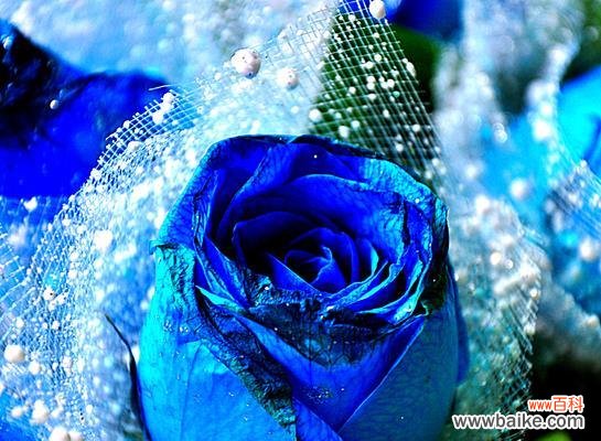 蓝色玫瑰 蓝色玫瑰的象征意义