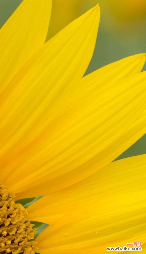 阳光、爱与希望的化身——揭秘日葵的象征意义 日葵的象征意义及其深层寓意