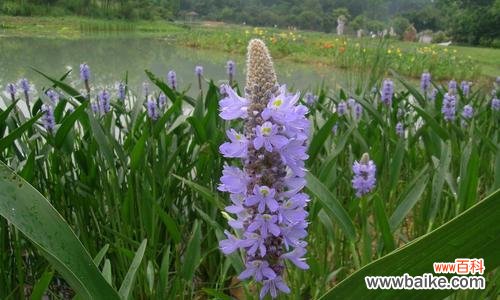 用梭鱼草的花语传递希望与勇气 梭鱼草花语