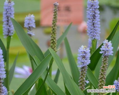 用梭鱼草的花语传递希望与勇气 梭鱼草花语