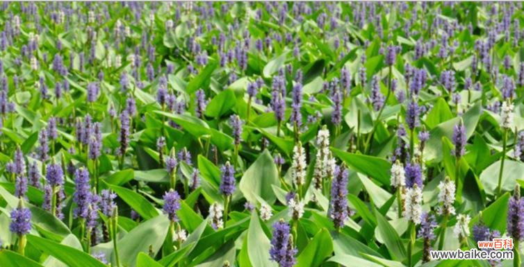 用梭鱼草的花语传递希望与勇气 梭鱼草花语