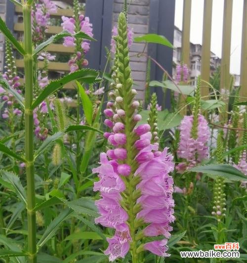 与自然共舞，感受生命的美好 随意草的花语——释放心灵的自由