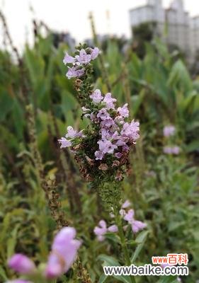 与自然共舞，感受生命的美好 随意草的花语——释放心灵的自由