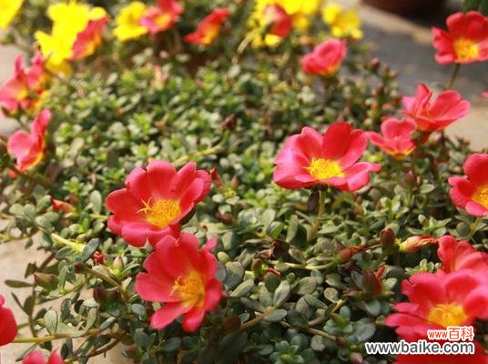 太阳花的神奇之处,你知道吗? 以太阳花的花语和象征意义