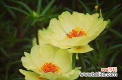 太阳花的神奇之处，你知道吗？ 以太阳花的花语和象征意义