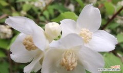 探索以太平花的寓意和文化内涵 以太平花