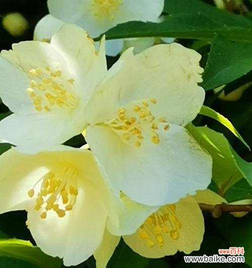 探索以太平花的寓意和文化内涵 以太平花