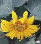 探索以太阳花的象征意义，揭示它所代表的 以太阳花的象征意义