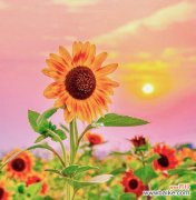 探寻以太阳花所代表的情感和象征 以太阳花的花语与寓意