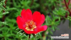 探寻太阳花的花语，体会它们所传递的信息和情感 太阳花花语的意义