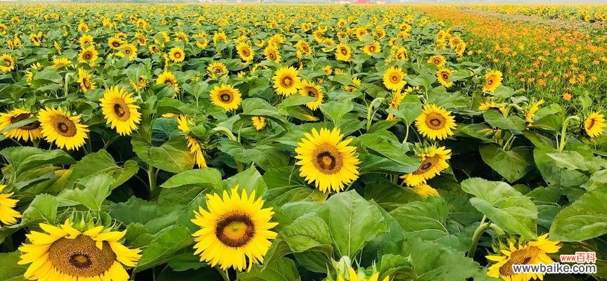 探寻太阳花的花语，体会它们所传递的信息和情感 太阳花花语的意义