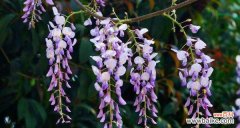 探寻紫藤花的象征与意义 紫藤花语的深意