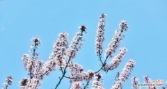 秋日飘香恬静如梦悦目迷人 紫叶李的花语之美——赋予生命以希望