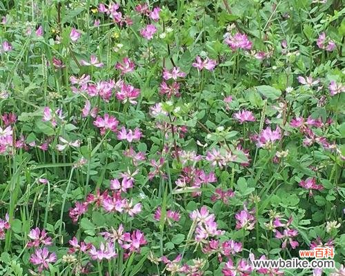 探索紫云英的花语与其象征意义 紫云英的花语——寄托爱与希望