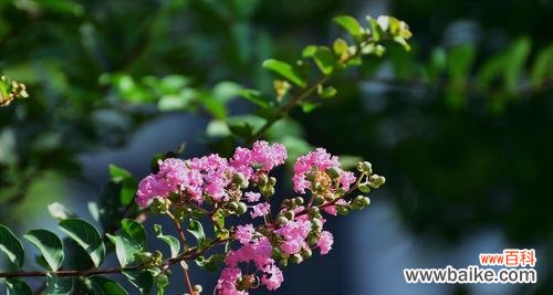 探索紫薇花的神秘内涵 紫薇花的寓意与作用