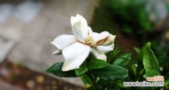 栀子花语的深意与祝福 栀子花语——芳香绽放的希望