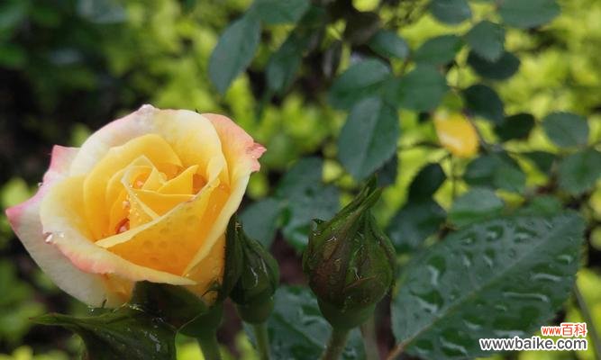 唤醒热情与渴望的橘色月季 橘色月季的花语和寓意