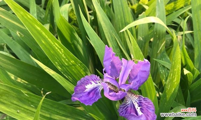 探寻鸢尾花背后的深情和祝福 鸢尾花的花语之美