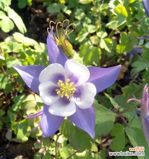 用奋斗的姿态绽放 耧斗菜花语