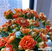 端午节种花有何特别含义？端午种花的寓意是什么？