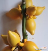 佛手绿植的花语代表什么？