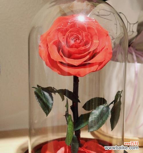 永生玫瑰花象征着怎样的情感？