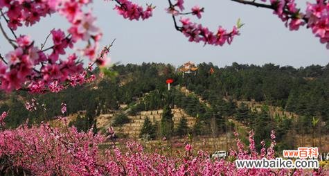 白竺的花语寓意有何特别之处？