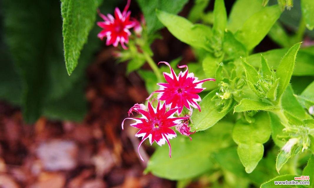 白竺的花语寓意有何特别之处？