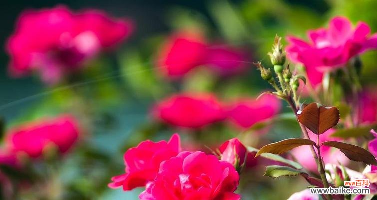 白竺的花语寓意有何特别之处？