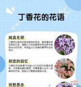 美好花语的含义是什么？