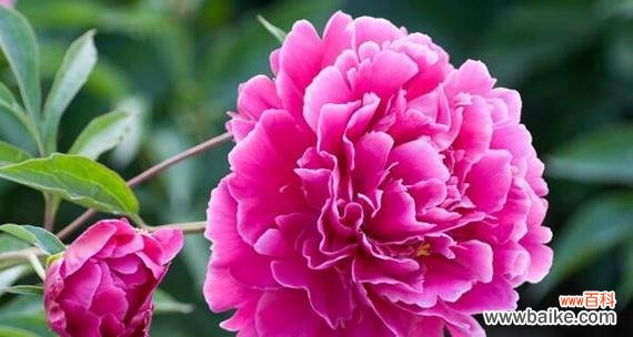 芍药的花语代表什么？